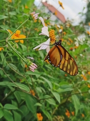 Dircenna kolijkensis
