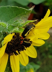 Acmaeodera flavomarginata