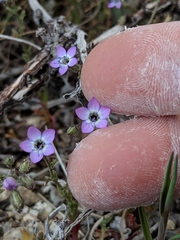 Gilia