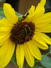 Acmaeodera flavomarginata