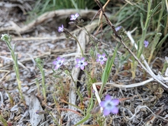 Gilia