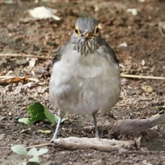 Turdus nudigenis