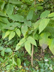 Aegopodium podagraria