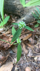 Spermacoce verticillata