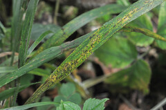 Phyllachora graminis