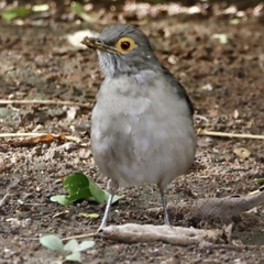 Turdus nudigenis