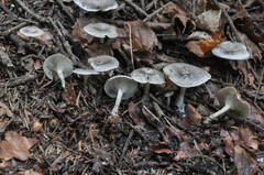 Clitocybe ditopa
