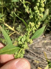 Chenopodium berlandieri