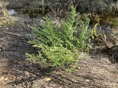 Chenopodium berlandieri