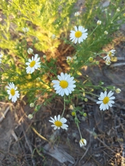 Anthemis cotula