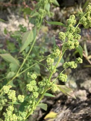 Chenopodium berlandieri