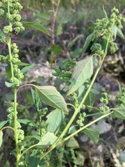 Chenopodium berlandieri