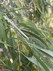 Corymbia tessellaris