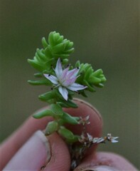 Sedum anglicum