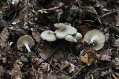Singerocybe phaeophthalma