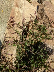 Chenopodium berlandieri