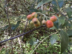 Cotoneaster franchetii