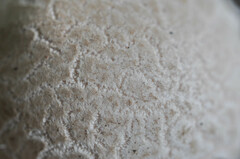 Lycoperdon mammiforme