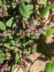 Chenopodium berlandieri