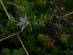 Sedum anglicum