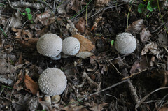 Lycoperdon mammiforme