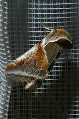 Habrosyne pyritoides