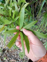 Ixerba brexioides