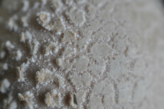 Lycoperdon mammiforme