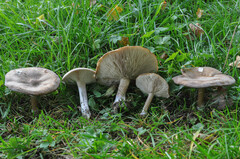 Melanoleuca grammopodia