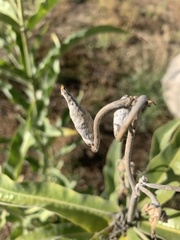 Asclepias eriocarpa