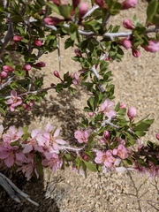 Prunus andersonii