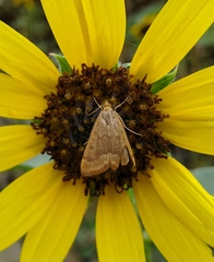Achyra rantalis