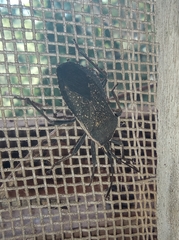 Hypselonotini