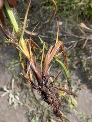 Cyperus erythrorhizos