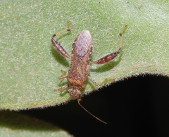 Heegeria tangirica