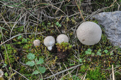 Lycoperdon lividum