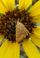 Achyra rantalis