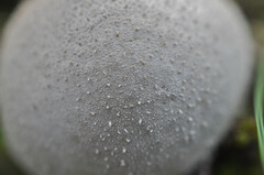 Lycoperdon lividum