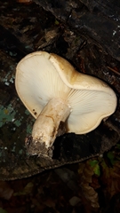 Lactarius pallidus