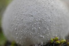 Lycoperdon lividum