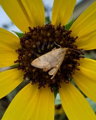 Achyra rantalis