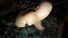 Lactarius pallidus
