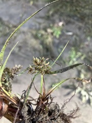 Cyperus erythrorhizos