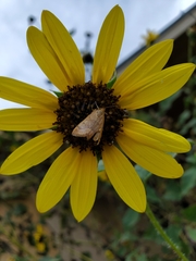 Achyra rantalis