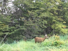 Hippocamelus bisulcus