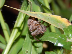 Pararaneus cyrtoscapus