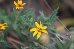 Wedelia hispida