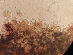 Melanophyllum haematospermum