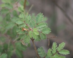 Desmanthus velutinus