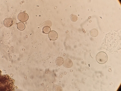 Melanophyllum haematospermum